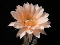 Thumbnail of 1739_Echinopsis Hybride spec. apricot_20180611(1).JPG